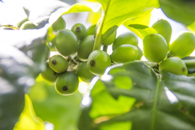 コーヒーの木は実がなるまで何年 収穫時の注意点について コーヒーショップ Net