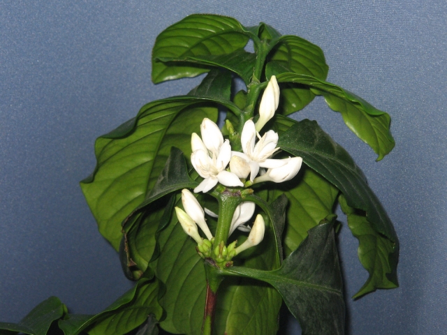 コーヒーの木の花の咲かせ方 時期や虫の注意点について コーヒーショップ Net